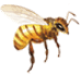 vcela